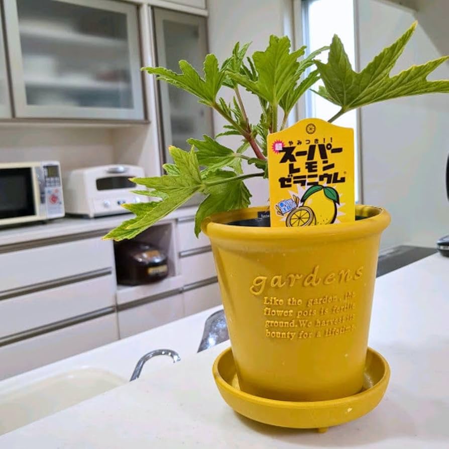 Amazon.co.jp: 《 スーパーレモン ゼラニウム 4号鉢 》香り